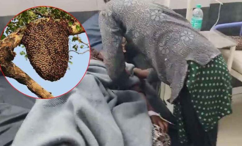 नीमच में मची अफरा-तफरी, अचानक मधुमक्खियों ने भेड़ चरा रहे लोगों पर किया हमला