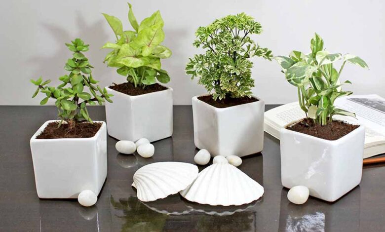 वास्तु शास्त्र के अनुसार घर में लगाएं ये पौधे, पत्नी-पत्नी के बीच बढ़ेगा प्यार