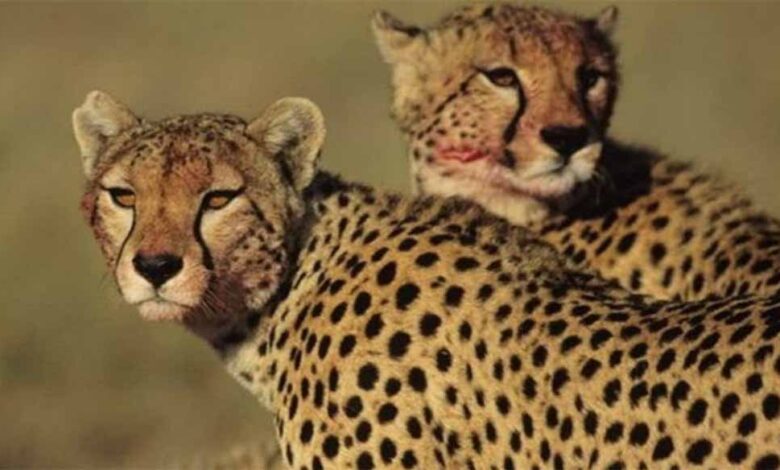 श्योपुर जिले में स्थित चीतों का घर पालपुर कूनो राष्ट्रीय उद्यान में कूनो फारेस्ट रिट्रीट फेस्टिवल का आयोजन किया जाएगा