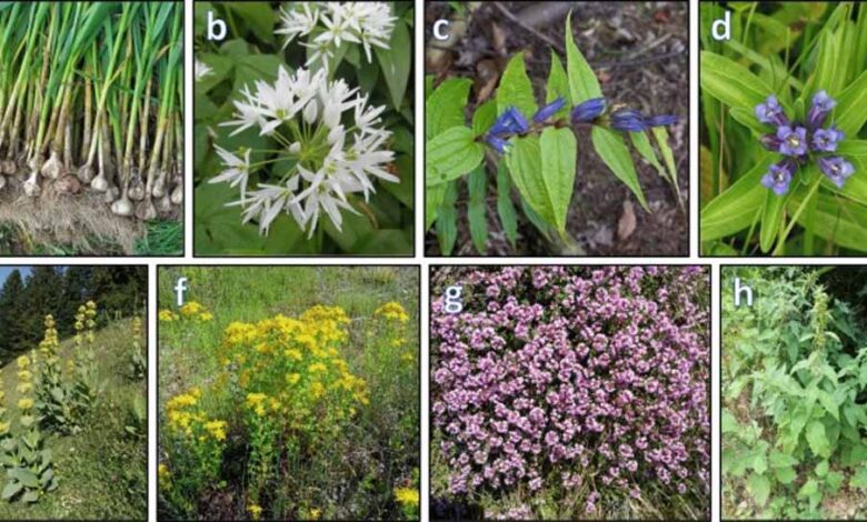 फूल भी करते हैं दवा का काम, इन रोगों में ये हैं रामबाण