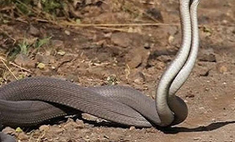 सावन में नाग-नागिन का जोड़ा दिखना: क्या है इसका आध्यात्मिक संकेत?