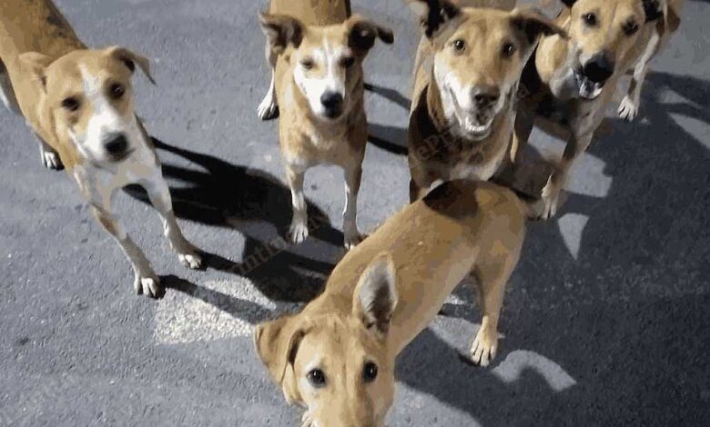 बेंगलुरु के स्ट्रीट डॉग्स के लिए चिकन-चावल का मेन्यू, नगर निगम की योजना पर खर्च होंगे 2.9 करोड़