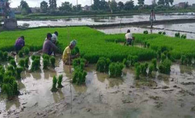 एमपी में झमाझम बारिश ने भरे धान के खेत, किसानों के चेहरे पर खुशी