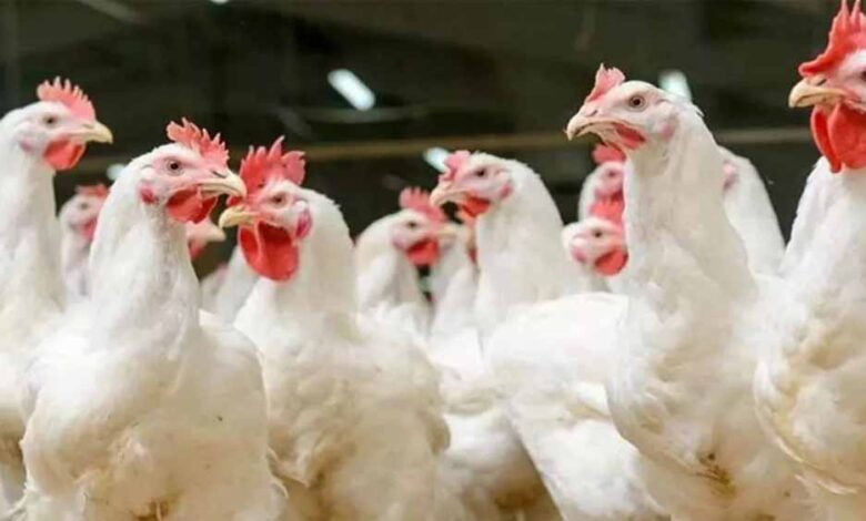 यूपी के बाद उत्तराखंड में भी बर्ड फ्लू का अलर्ट, जिला प्रशासन सतर्क