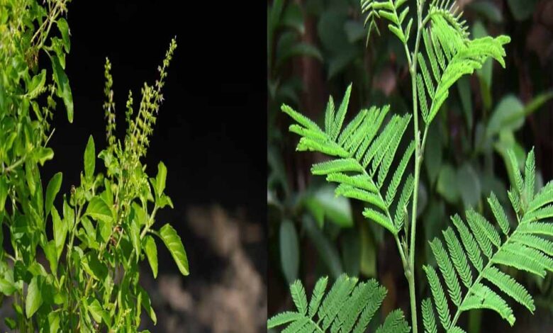 दूर होंगी जीवन की हर बाधा – Khabar Jagat