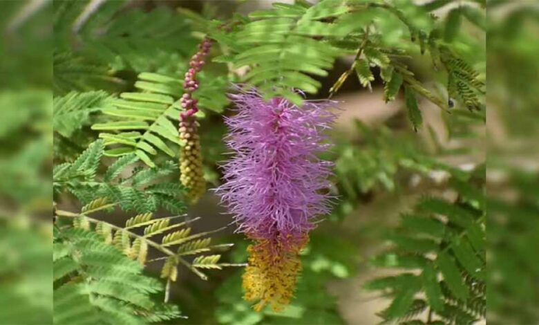 विजय, समृद्धि और सौभाग्य का रहस्य – Khabar Jagat