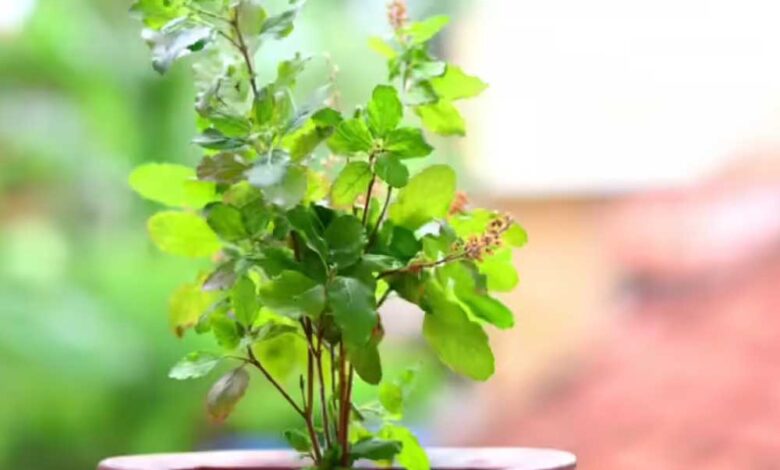 किस दिशा में लगाएँ तुलसी का पौधा? मिलेगा सुख-समृद्धि और धन की बरकत