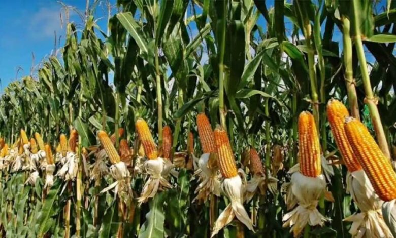 अमेरिका को भारत को मक्का बेचने की इतनी जल्दी क्यों? इथेनॉल की दौड़ है असली वजह?