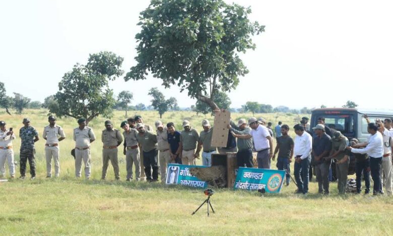 300 KM का सफर तय कर गांधी सागर पहुंची ‘धीरा’, अब दो नर चीतों के बीच होगा वाइल्ड लव ट्राएंगल