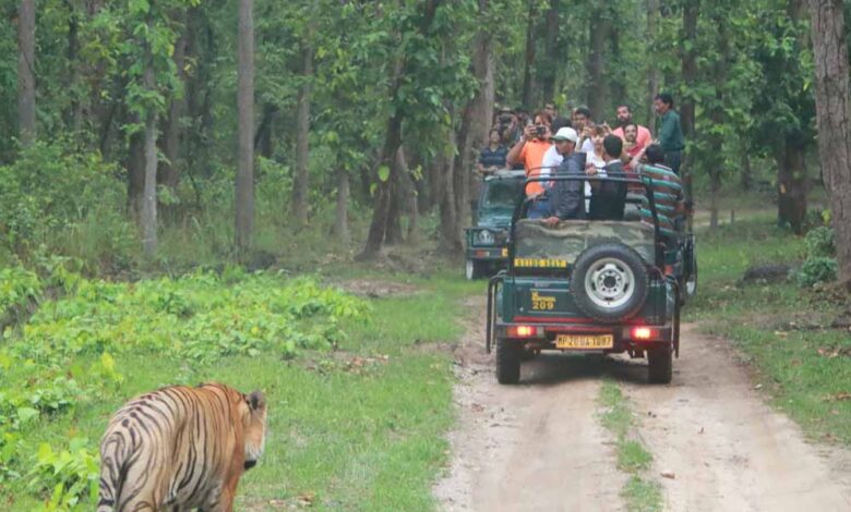 अब बिना वेटिंग होगी टाइगर सफारी, खुला नया गेट – Khabar Jagat