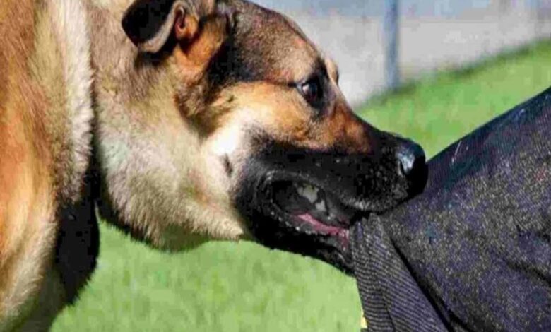 हमीदिया-जेपी अस्पताल में 12,078 जानवर काटने के केस, 90% रेबीज खतरा; वैक्सीन जरूरी