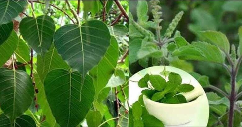 पितृपक्ष में इन पौधों का घर में होना क्यों है खास? – Khabar Jagat