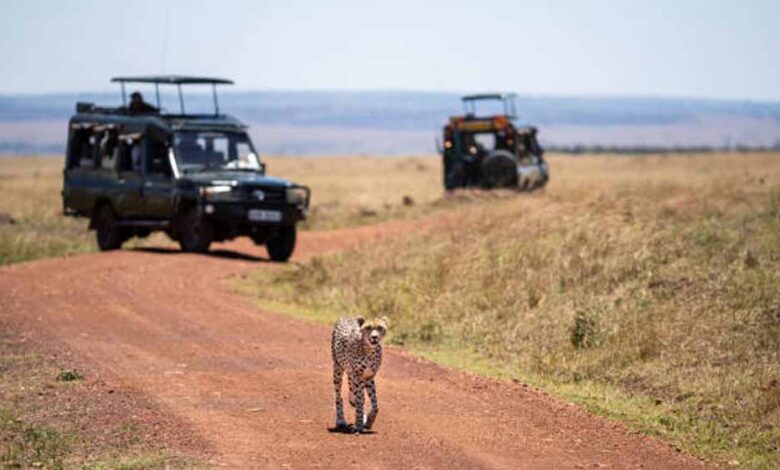 कूनो में खुलेंगे पर्यटकों के लिए गेट, MP में जल्द शुरू होगी चीता सफारी