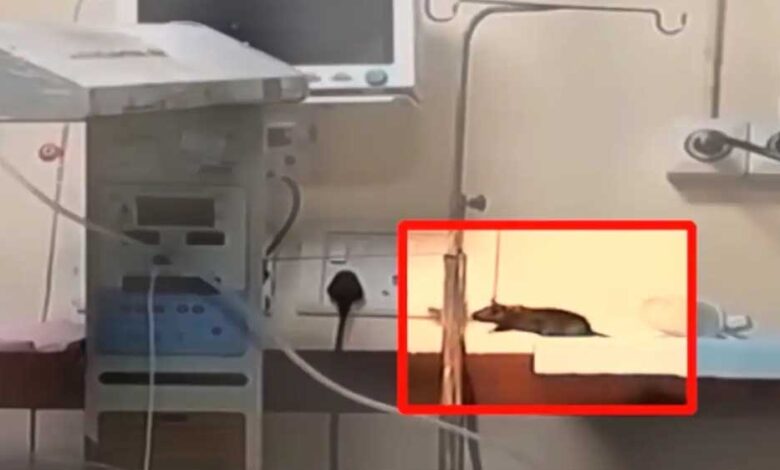 ‘चूहों के हमले’ से नवजात की मौत, NHRC ने MP स्वास्थ्य विभाग और इंदौर DM को नोटिस भेजा