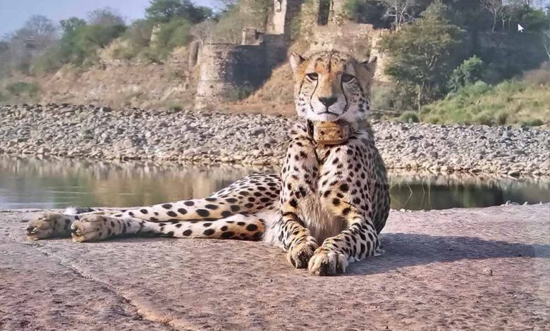 प्रोजेक्ट चीता को ‘इनोवेटिव इनिशिएटिव्स अवॉर्ड’ – Khabar Jagat