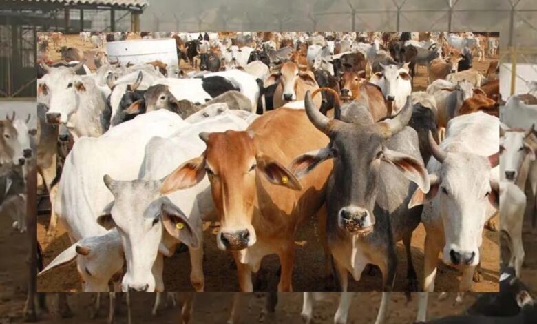 दमोह में बनेगा देश का सबसे बड़ा गोवंश वन्य विहार, 8 हजार से ज्यादा गायों को मिलेगा आश्रय