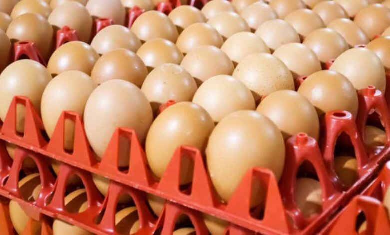 रूस को पंगु बनाने की कोशिश में खुद पड़ गया फंसा, अब अंडे खरीदने को मजबूर – Khabar Jagat