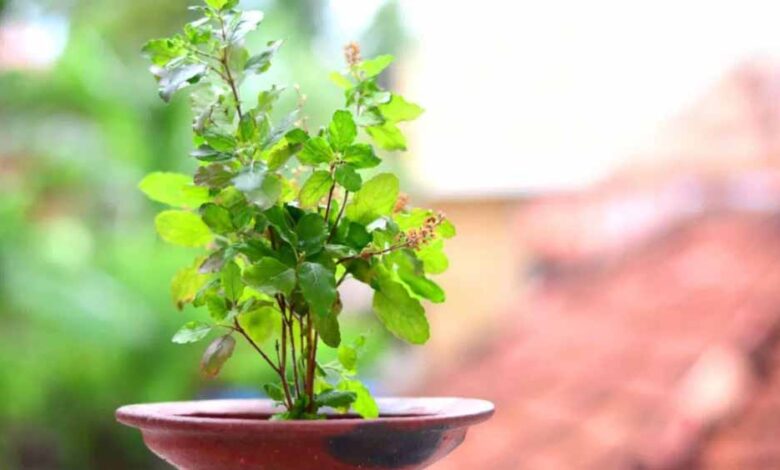 कार्तिक मास में तुलसी पूजन से बनेगी धन की वर्षा, जानें खास उपाय!