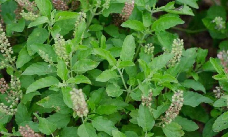 तुलसी के पास भूलकर भी न रखें ये चीज, वरना चली जाएगी घर की लक्ष्मी!