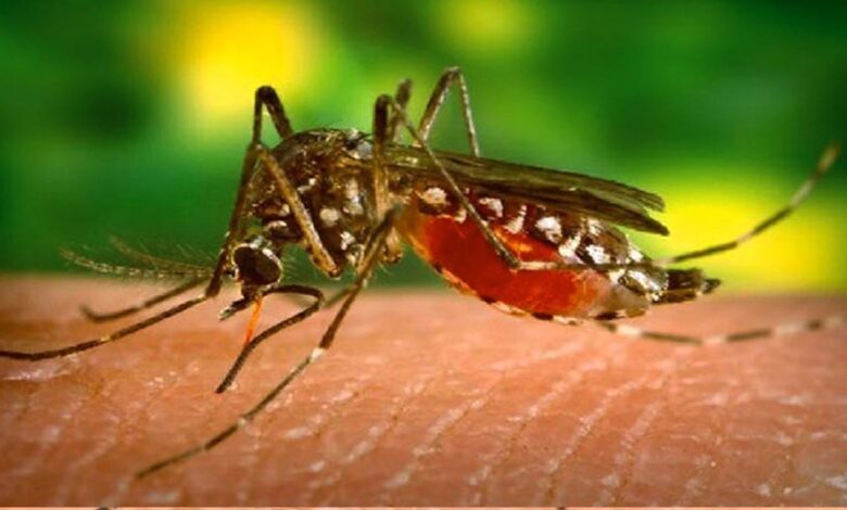 2030 तक मलेरिया से 9 लाख से ज्यादा मौतों का खतरा, 7 लाख बच्चों पर हमला होने की आशंका