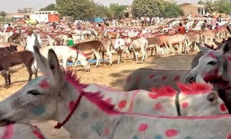 चित्रकूट के ऐतिहासिक गधा मेले में शाहरुख बना स्टार, 1 लाख 5 हजार में बिका!