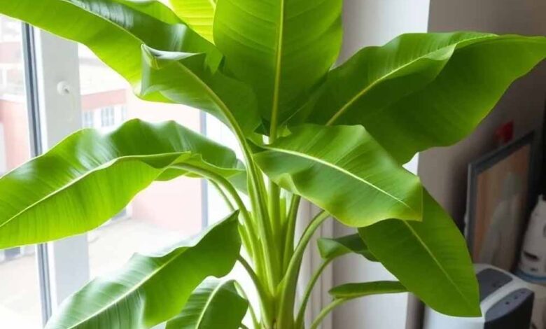 जानिए केले का पेड़ किस दिशा में लगाने से आती है खुशहाली और धन की वर्षा – Khabar Jagat