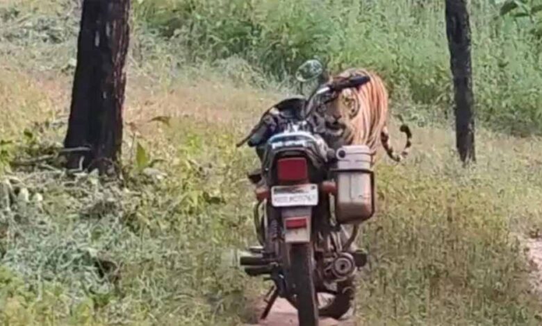 फॉरेस्ट गार्ड के सामने अचानक आया बाघ, सूझबूझ से टली बड़ी मुसीबत – Khabar Jagat