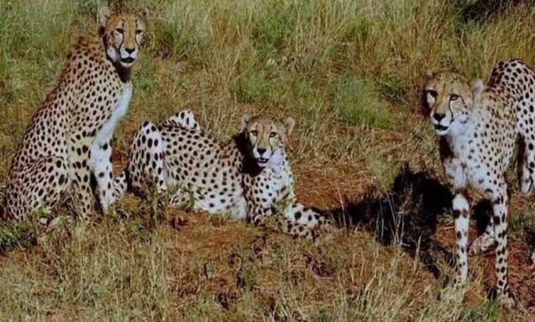 कूनो, गांधी सागर के बाद नौरादेही बनेगा तीसरा आशियाना, केंद्र से 4 करोड़ मंजूर – Khabar Jagat