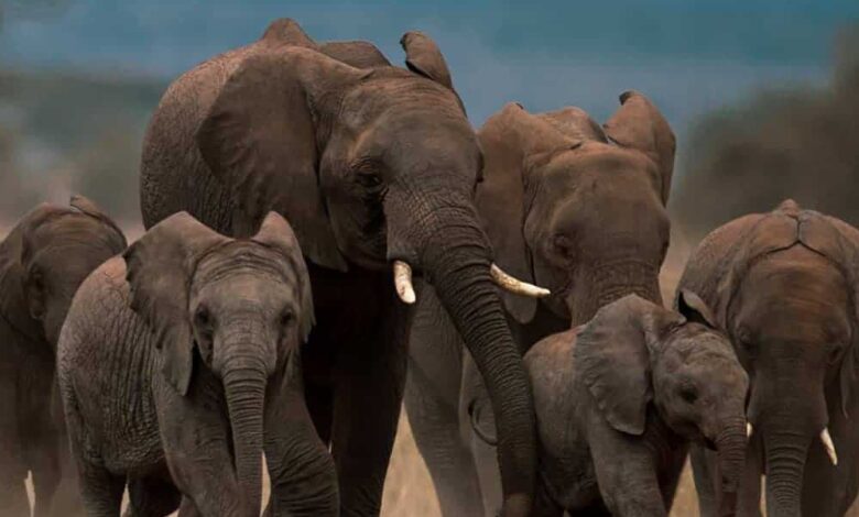 बांधवगढ़ में अब गज रक्षक ऐप की निगरानी, हाथियों की मूवमेंट पर डिजिटल नजर