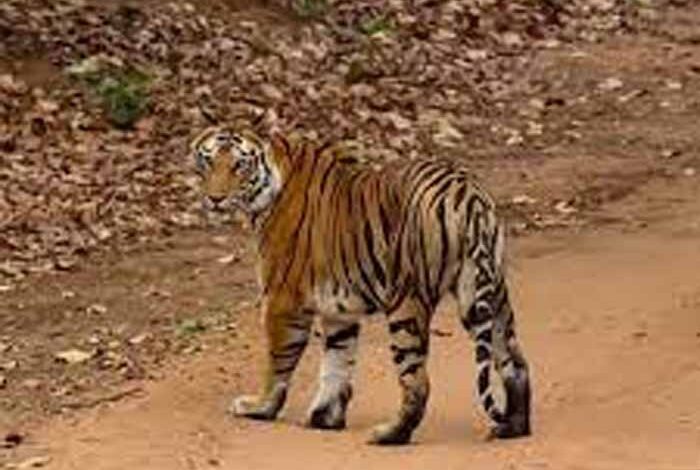 बांधवगढ़ टाइगर रिजर्व में टिकट घोटाला! सरकारी वेबसाइट से हो रही थी सफारी पास की कालाबाजारी