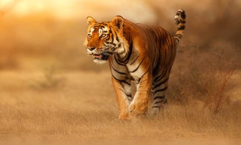 स्टेट टाइगर स्ट्राइक फोर्स मध्यप्रदेश के सरोठिया को मिला अंतर्राष्ट्रीय अवॉर्ड