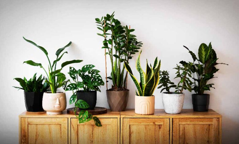 वास्तु के अनुसार लगाएँ ये पौधे, मिलेगी समृद्धि और सकारात्मक ऊर्जा