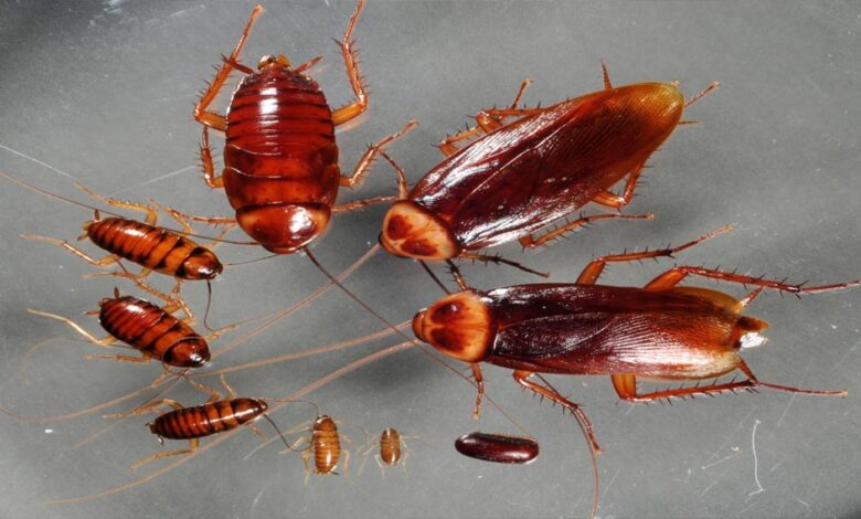 हिरोशिमा-नागासाकी परमाणु हमले में भी बच गए कॉकरोच, अगर ये खत्म हो जाएं तो क्या होगा?