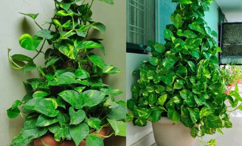 मनी प्लांट लगाए सही दिशा में, घर में बरसेगा धन और समृद्धि