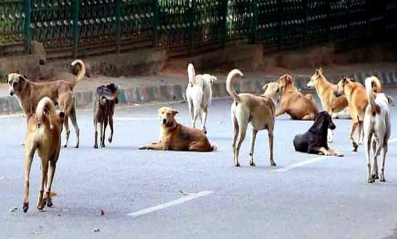 कुत्ते के काटने से मौत पर परिवार को 5 लाख, चोट-निशान पर 5 हजार रुपये मुआवजा – Khabar Jagat