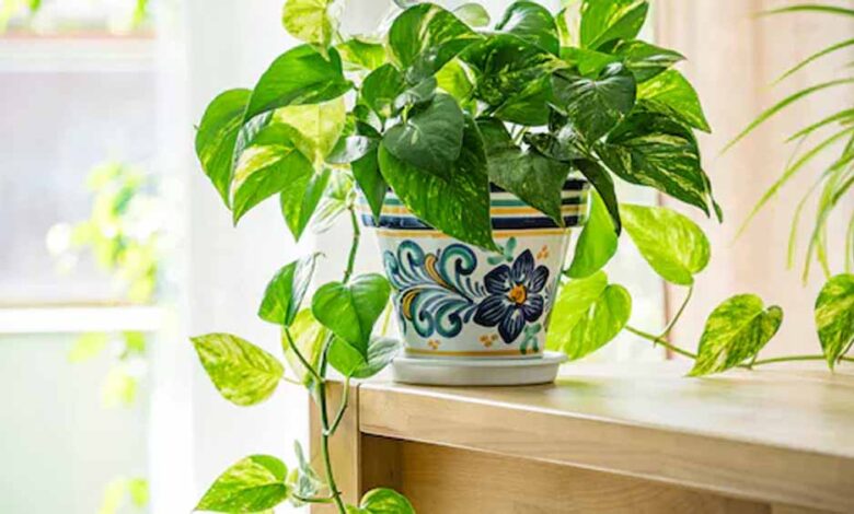 मनी प्लांट नहीं दे रहा फायदा? जानें आपकी कौन-सी गलतियां बिगाड़ रही हैं असर