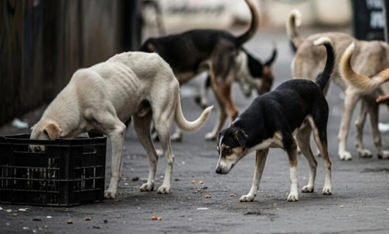 कर्नाटक सरकार करेगी स्ट्रिट डॉग्स की देखभाल, हर कुत्ते पर रोज 50 रुपये खर्च