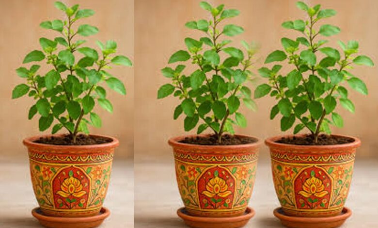 नए साल के पहले दिन करें तुलसी का महाउपाय, पूरे वर्ष मिलेगी सफलता और तरक्की